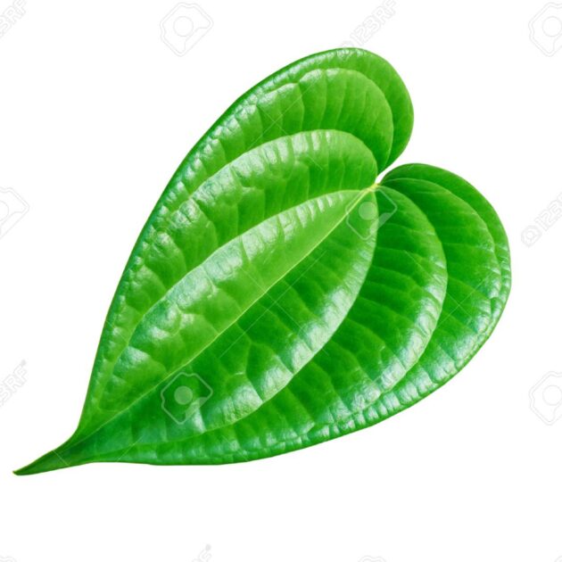 Paan Leaves
