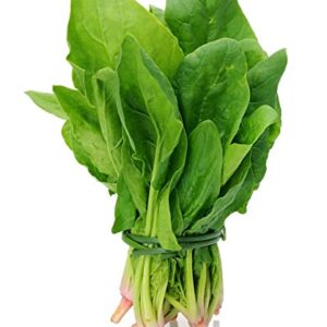 Spinach - 1