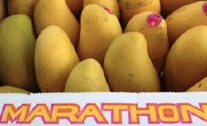 Marathon Mango (Box)