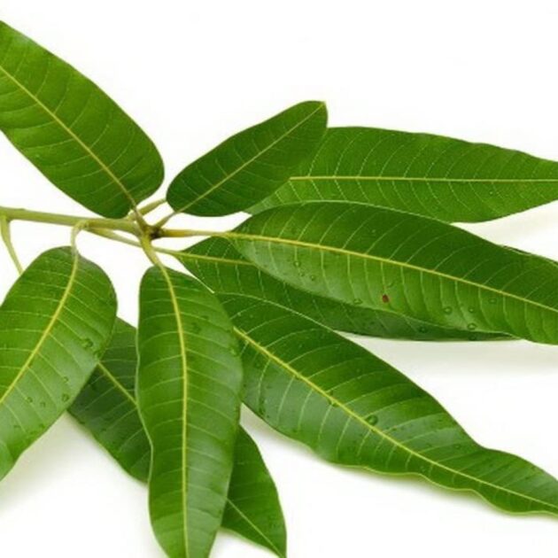 Mango Leaves
