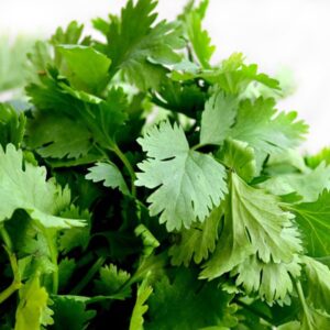 Cilantro 1