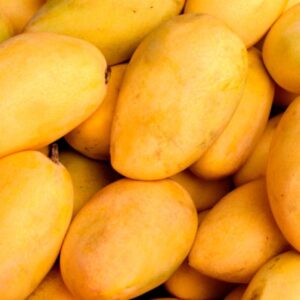 Kesar - indian mango 1