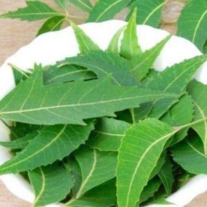 Fresh Neem Leaves