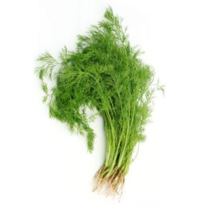 Leaves dill